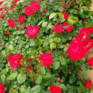 La Maison Des Roses Bed & Breakfast